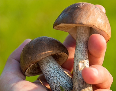 Organic Mushrooms Product